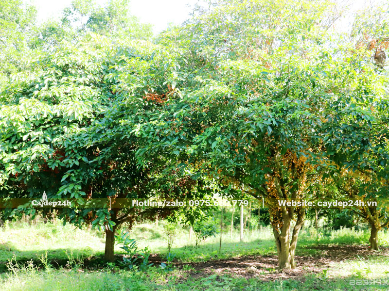 Những cây Dâu Da Đất lâu năm tán rộng, lá xanh tươi
