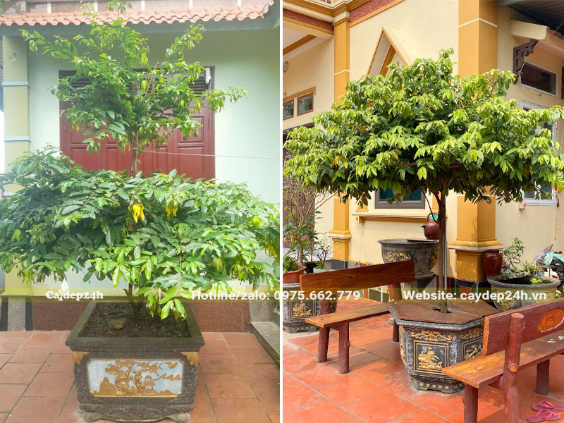 Chậu cây cảnh Hoa Dẻ cao 2m trồng chậu đặt trước sân nhà