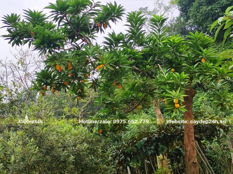 Cây Trứng Gà dáng úp cổng, kích thước lớn