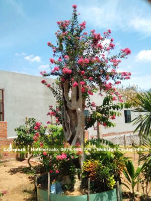 Tường Vi hồng ghép trên gốc cây săng lẻ cao 2m