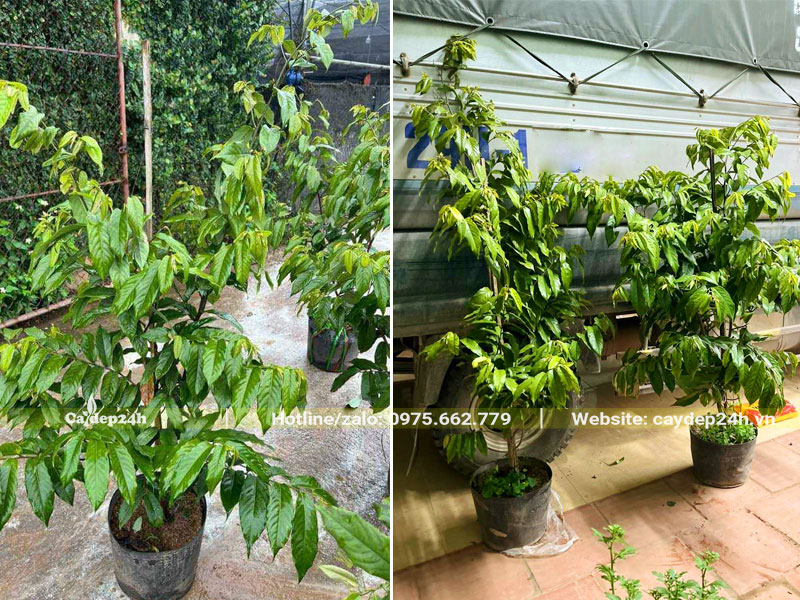 Xếp những cây Hoa Dẻ rừng cao gần 1m lên thùng xe tải