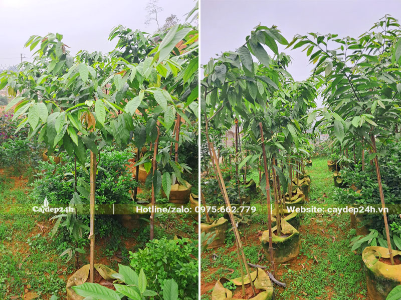 Những hàng cây Hoa dẻ thoát thân cao hơn 1m