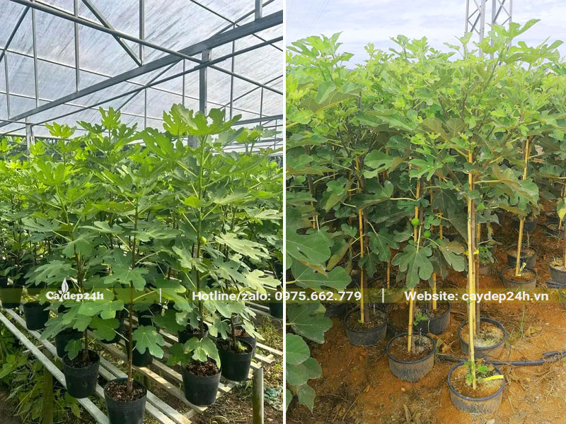 Vườn dưỡng cây Sung Mỹ trưởng thành thân thẳng đẹp, chiều cao trên dưới 1m