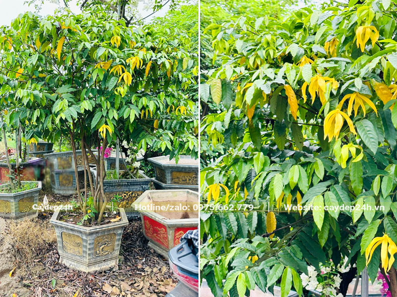 Chậu cây hoa dẻ phong thủy cao khoảng 1m, hoa chín vàng rực