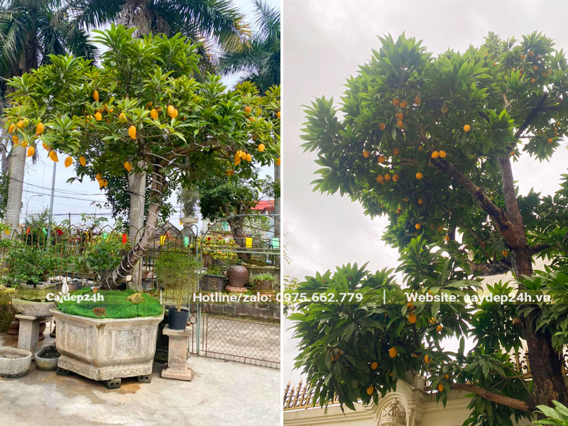 Cây cảnh Trứng Gà - Lêkima trồng trước nhà
