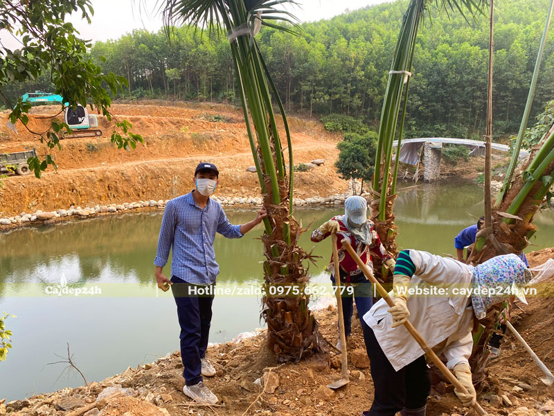Đào đất, bứng bầu cây Cọ Ta lóng thân cao 1m