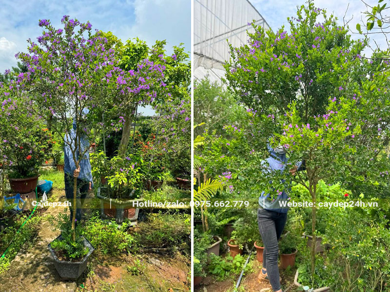 Tuyển chọn cây Linh Sam thân tree cao 2m tại nhà vườn