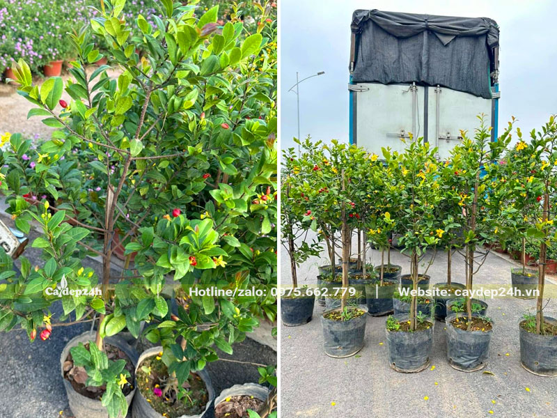 Cây Mai Tứ Quý nhỏ, nguyên bầu, chiều cao gần 1m