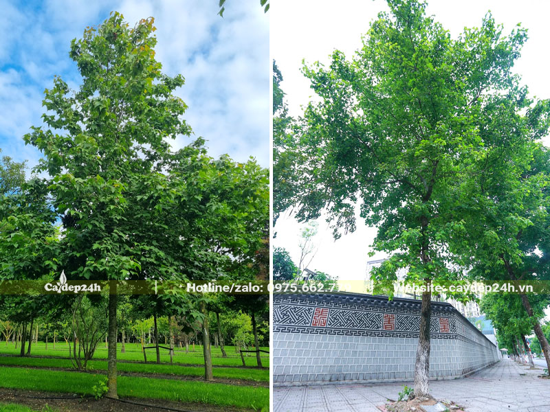 Cây Sau Sau cao 5m tán lá xanh tốt