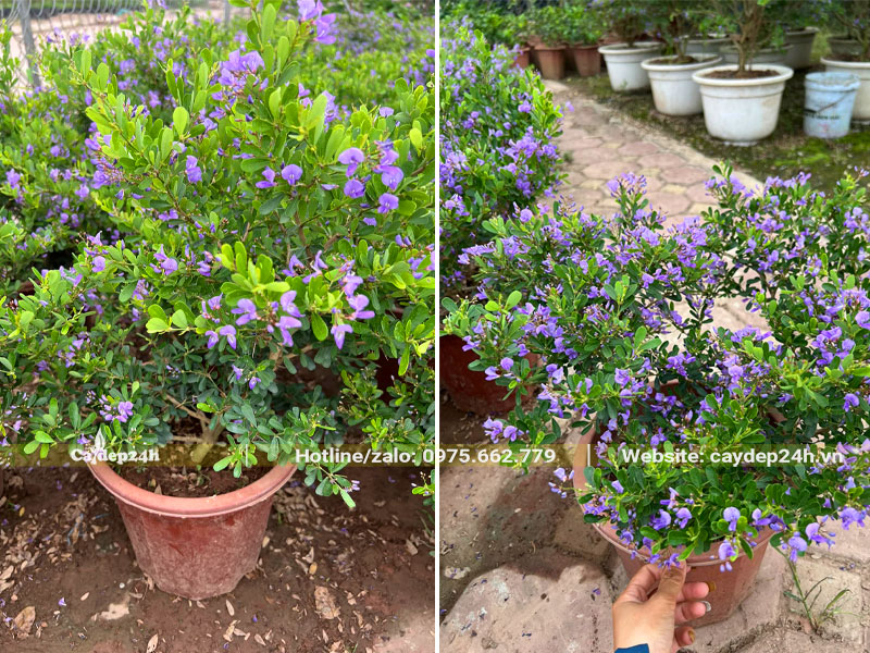 Cây thuần chậu chiều cao khoảng 40 - 50cm