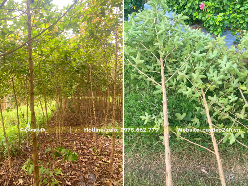 Bứng bầu hàng trăm cây Sau Sau đường kính gốc 4 - 5cm