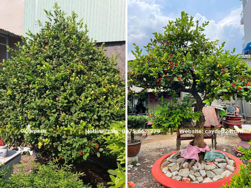Cây Mai Tứ Quý được cắt tỉa tỉ mỉ