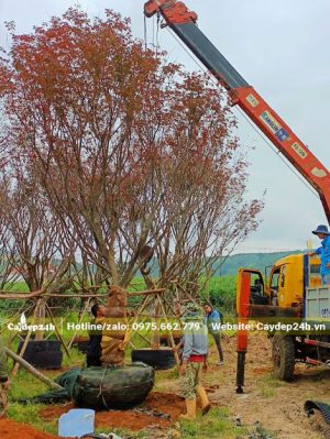 Cần cẩu đang nhấc cây Phong Lá Đổ cổ thụ cao hơn 4m lên thùng xe