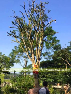Cần cẩu đang nhâng và di chuyển cây Quất Hồng Bì kích thước lớn lên xe