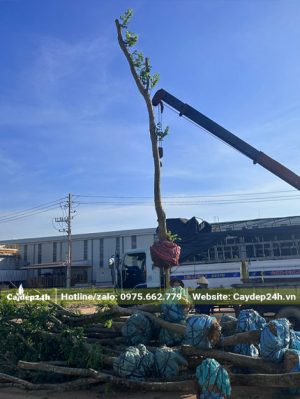 Cần cẩu đang di chuyển cây Sưa Đỏ cao hơn 3m, đường kính gốc trên 10cm