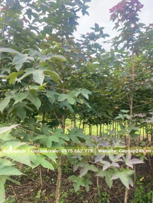 Sau Sau nhỏ, đường kính gốc 3 - 5cm