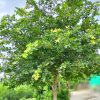 Cây Bồ Quân công trình cao hơn 3m trồng trước sân nhà