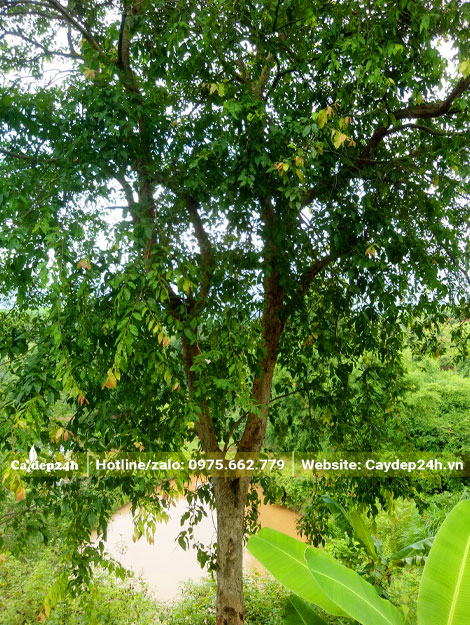 Cây mọc tự nhiên, chiều cao 7 - 9m