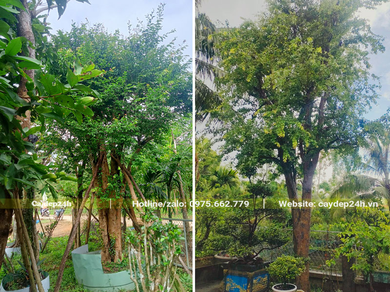 Những cây Bồ Quân cổ thụ dáng đẹp, đường kính gốc 30 - 40cm