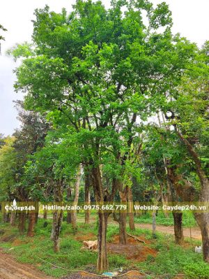 Bồ Quân công trình cao 5 - 6m