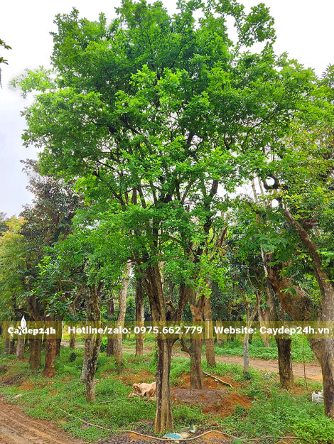 Bồ Quân công trình cao 5 - 6m