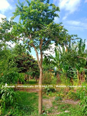 Cây mới tỉa cành, chiều cao khoảng hơn 3m