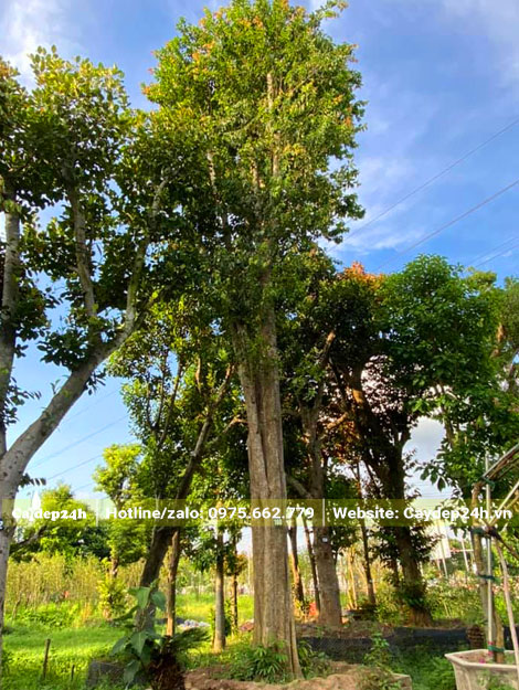 Cây cao 6 - 7m, vanh gốc hoảng 140cm, đã dâm ủ lâu năm