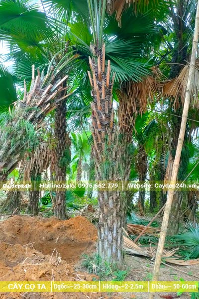 Bứng thẳng những cây Cọ Ta thân cao từ 2m trở lên