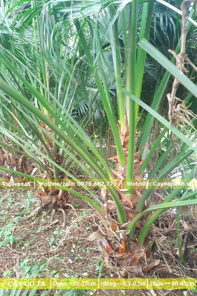 Cọ Ta lộ thân 30cm