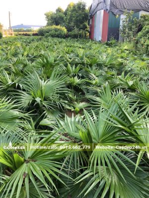 Vườn nuôi dưỡng cây giống cọ ta