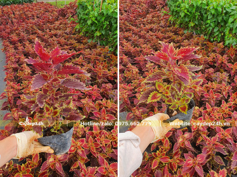 Cây giống á Gấm màu đỏ viền vàng đẹp