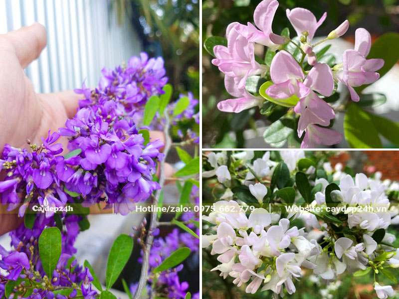 Màu hoa phổ biến của cây Linh Sam