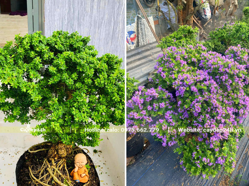 Những chậu cây Linh Sam hạt gạo bonsai
