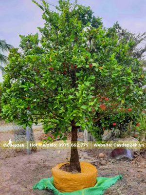 Cây Mai Tứ Quý vanh 35, cao khoảng 2m