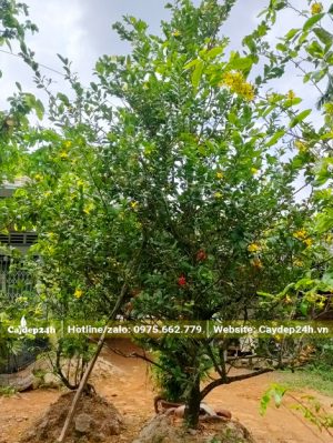 Cây dáng thuần tự nhiên chiều cao gần 3m