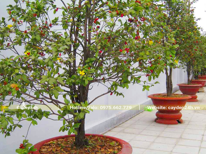 Trồng cây Mai Tứ Quý trong chậu cảnh trưng trước nhà