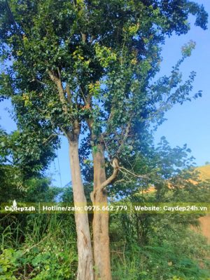 Bồ Quân dáng 2 thân, chiều cao hơn 6m