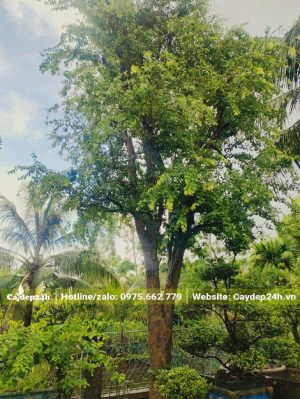Cây Bồ Quân trồng sân vườn nhà
