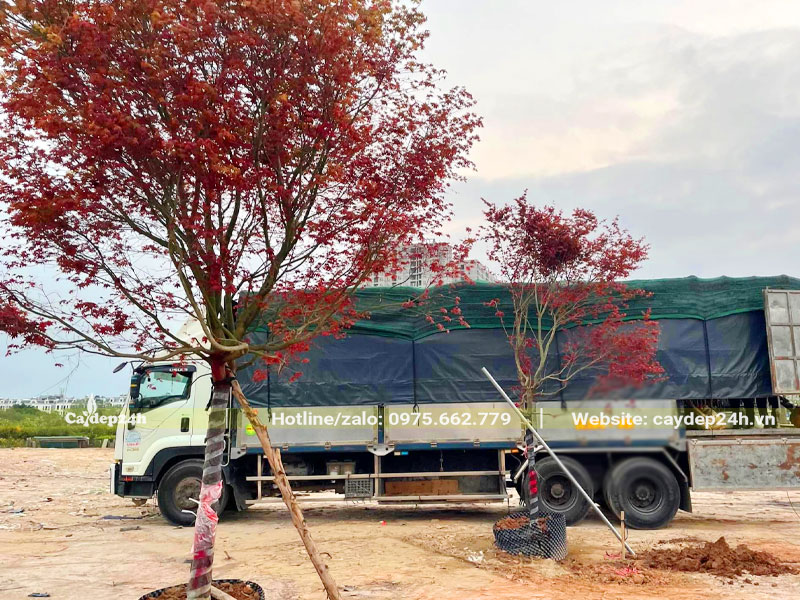 Thi công trồng cây Phong Lá Đỏ công trình cao hơn 3m