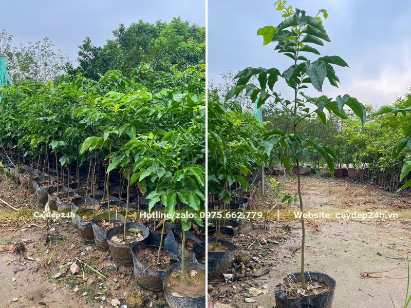 Cây giống Quất Hồng Bì cao 80 - 90cm