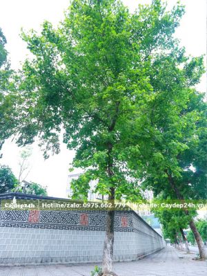 Cây Sau Sau trồng ở Đại sứ quán Hàn Quốc
