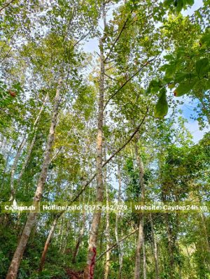 Những câu Sau Sau cao vút, chiều cao từ 8 - 10m