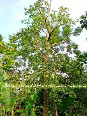 tỉa tay cành để bứng bầu cây Sau Sau công trình