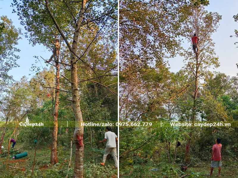 Cưa tay cành và bứng bầu những cây Sau Sau công trình vanh 70 - 80cm