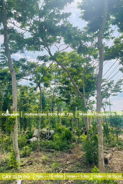 Vườn nuôi trồng số lượng lớn cây Sưa Đỏ công trình