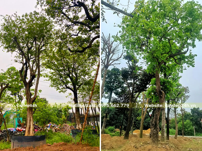 Cây Bồ Quân dâm ủ chiều cao 6 - 7m, cành đang ra chồi mới xanh tốt