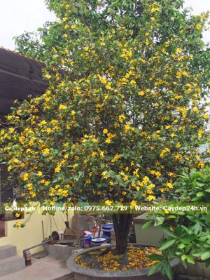 Chậu Cây Mai Tứ Quý nở hoa siêu đẹp