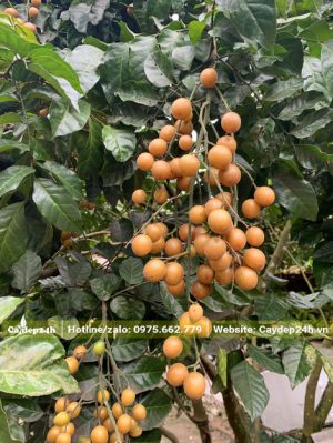 Chùm quả Quất Hồng Bì chín vàng