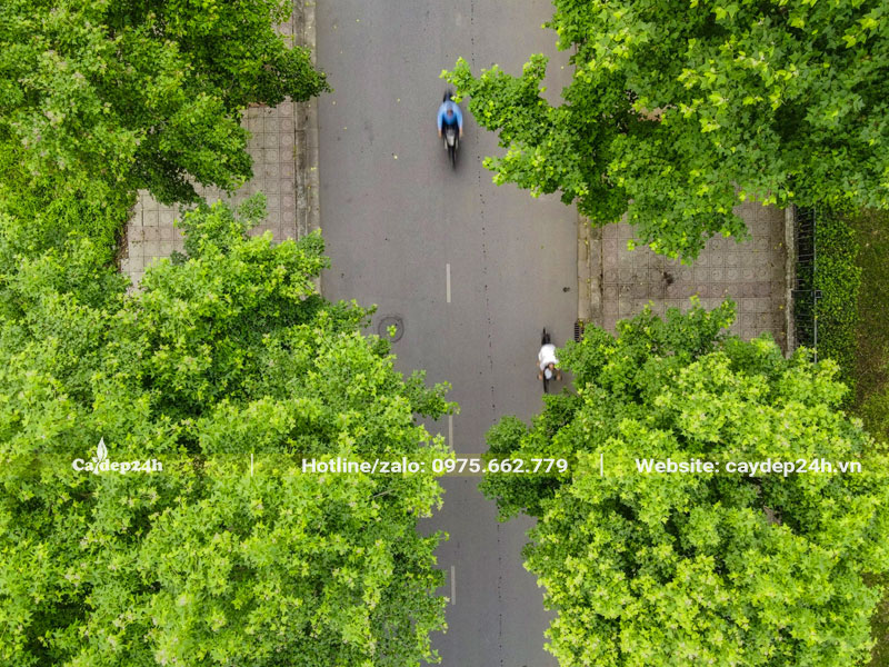 Những tán cây sau sau xanh tươi che mát cho những con đường nhựa trốn thị thành