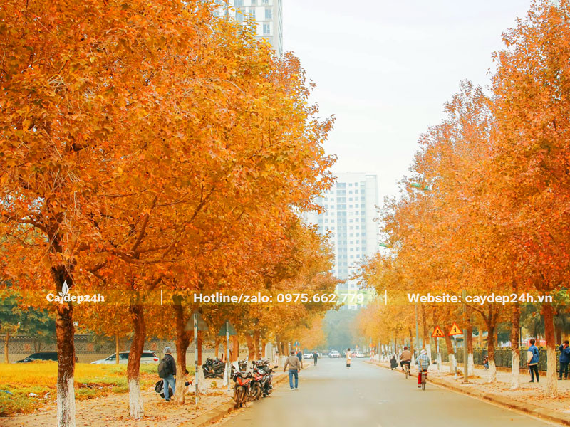 Hàng cây Sau Sau đẹp với sắc lá màu vàng cam rực rỡ